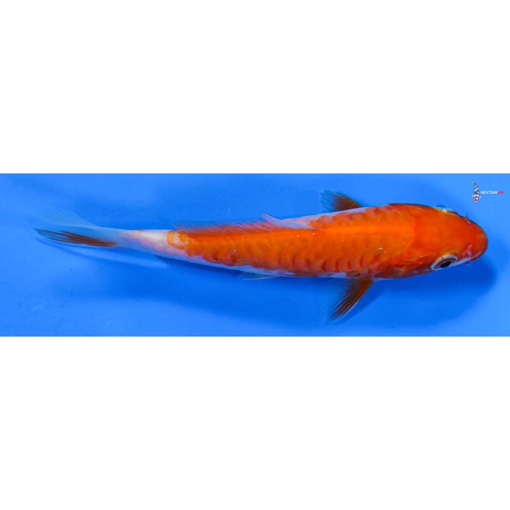 5” Imported Armor Scaled Kohaku