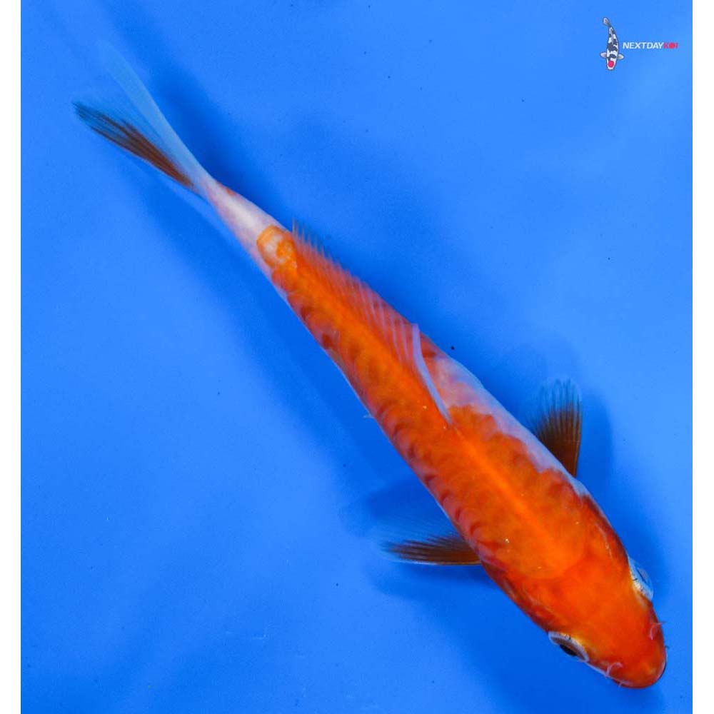 5” Imported Armor Scaled Kohaku