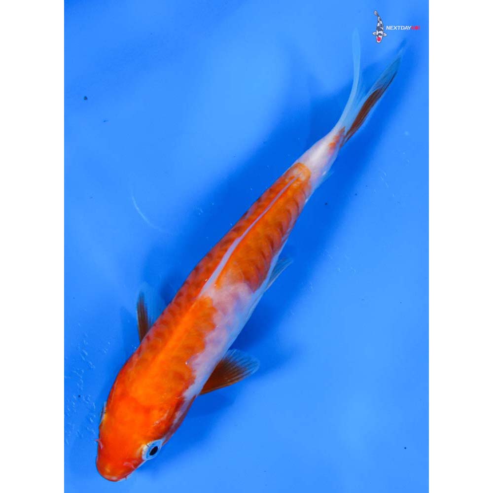 5” Imported Armor Scaled Kohaku