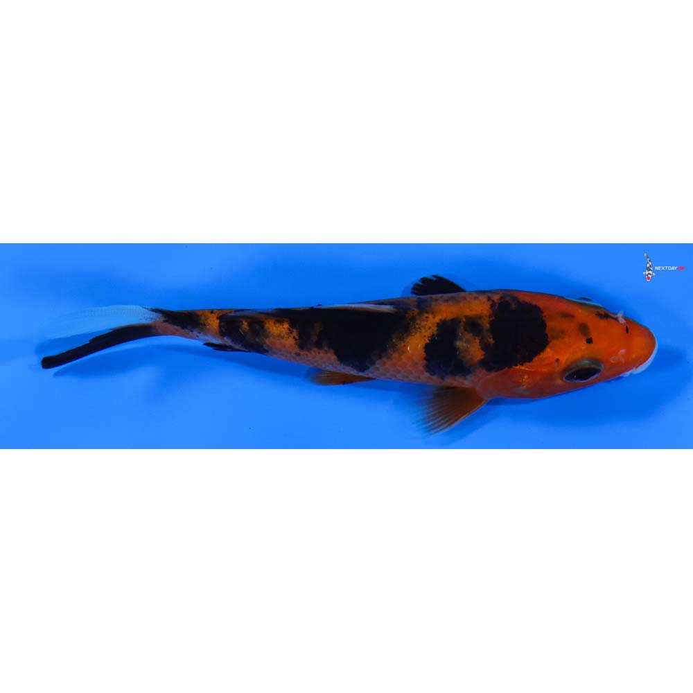 4” Imported Aka Bekko