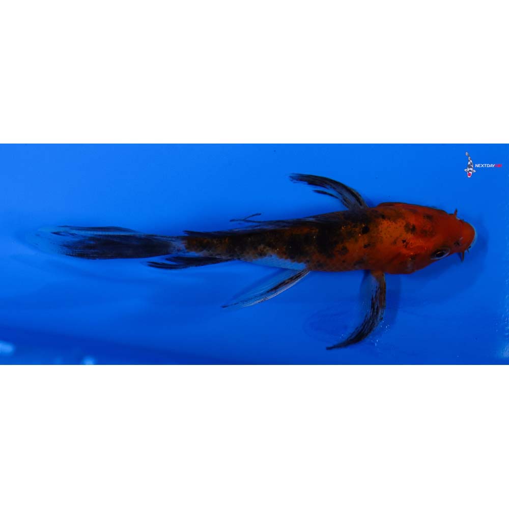 4” Imported Sanke Butterfly Koi