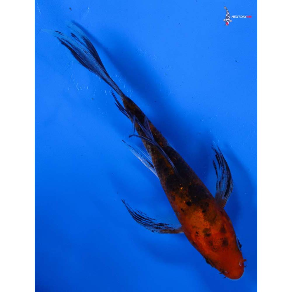 4” Imported Sanke Butterfly Koi