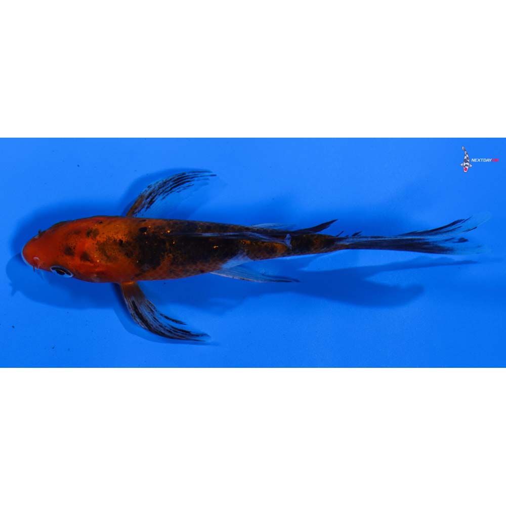 4” Imported Sanke Butterfly Koi