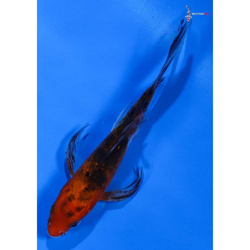 4” Imported Sanke Butterfly Koi