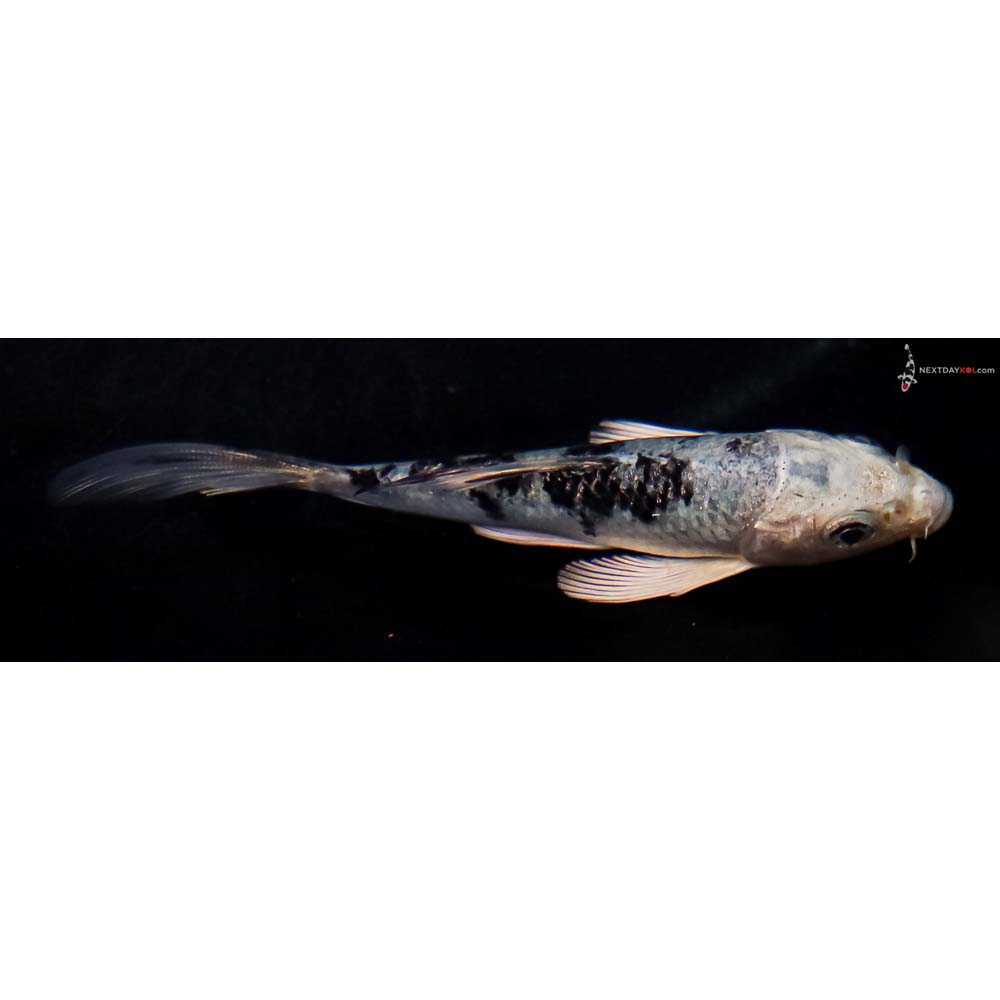 4” Imported Gin Shiro Bekko Butterfly Koi
