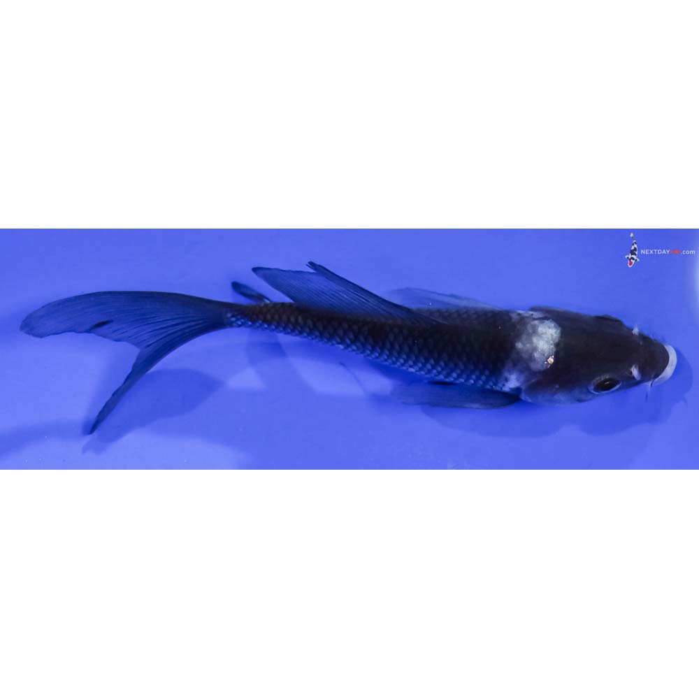 4.5” Imported Matsukawabakke Butterfly Koi