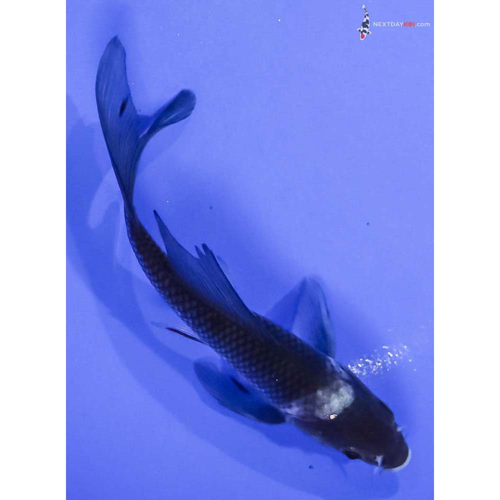 4.5” Imported Matsukawabakke Butterfly Koi