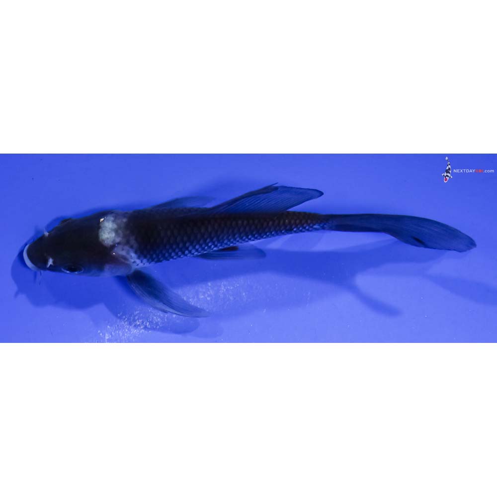 4.5” Imported Matsukawabakke Butterfly Koi