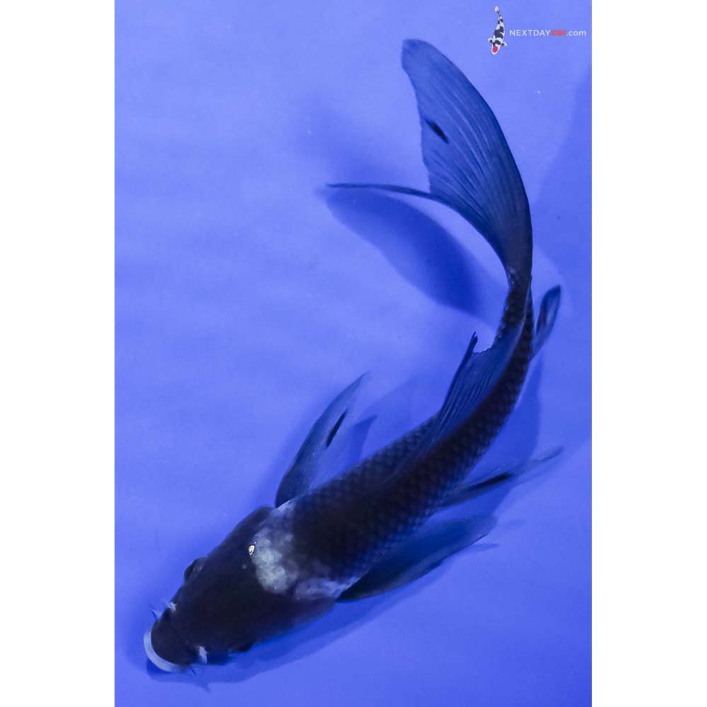 4.5” Imported Matsukawabakke Butterfly Koi