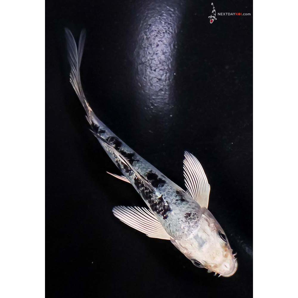 4” Imported Gin Shiro Bekko Butterfly Koi