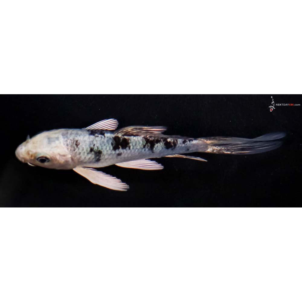 4” Imported Gin Shiro Bekko Butterfly Koi