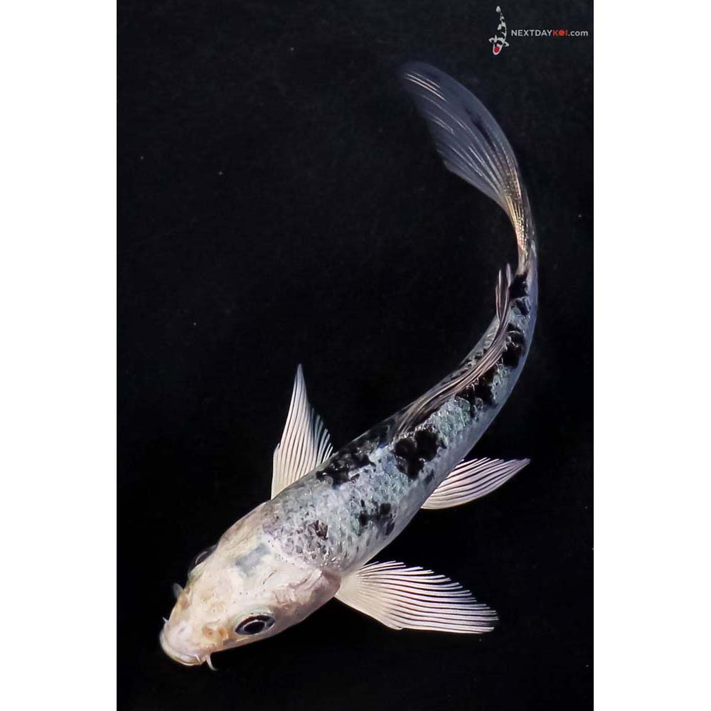 4” Imported Gin Shiro Bekko Butterfly Koi