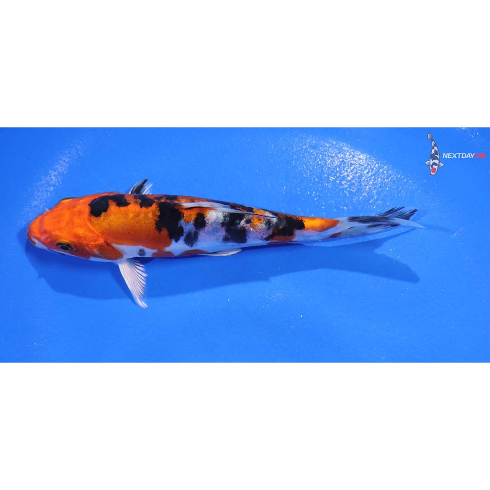 5.5” Imported Heisei Nishiki