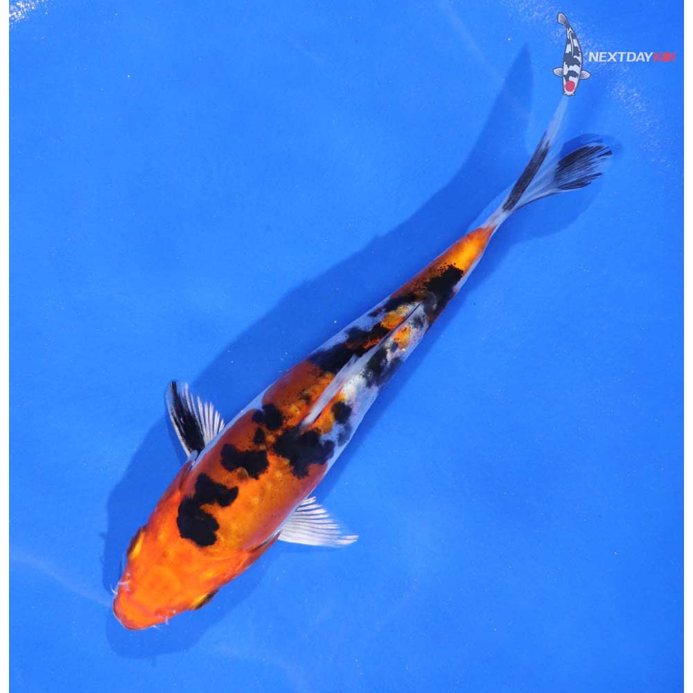 5.5” Imported Heisei Nishiki