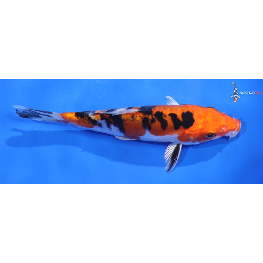 5.5” Imported Heisei Nishiki