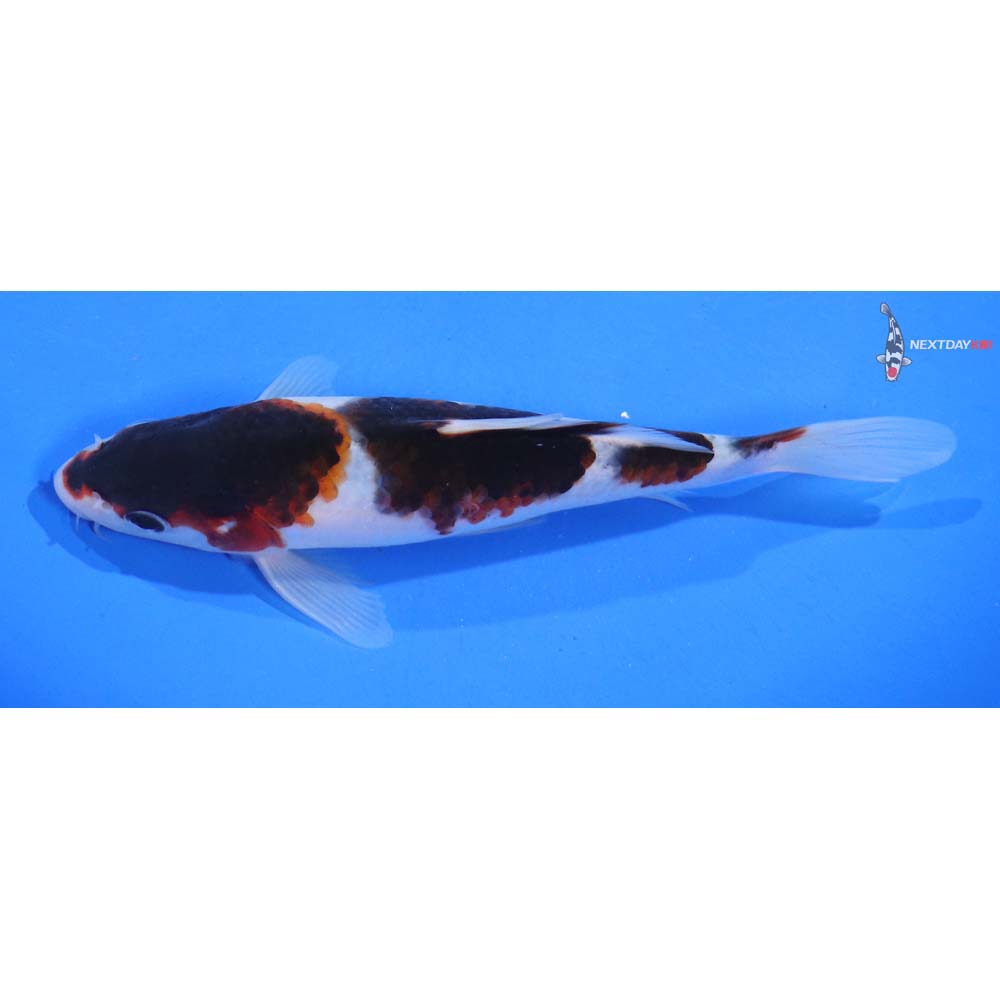 6” Imported Goromo