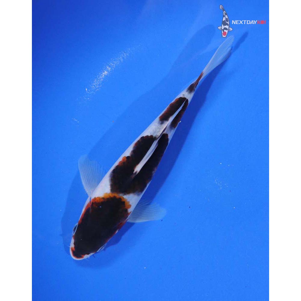 6” Imported Goromo