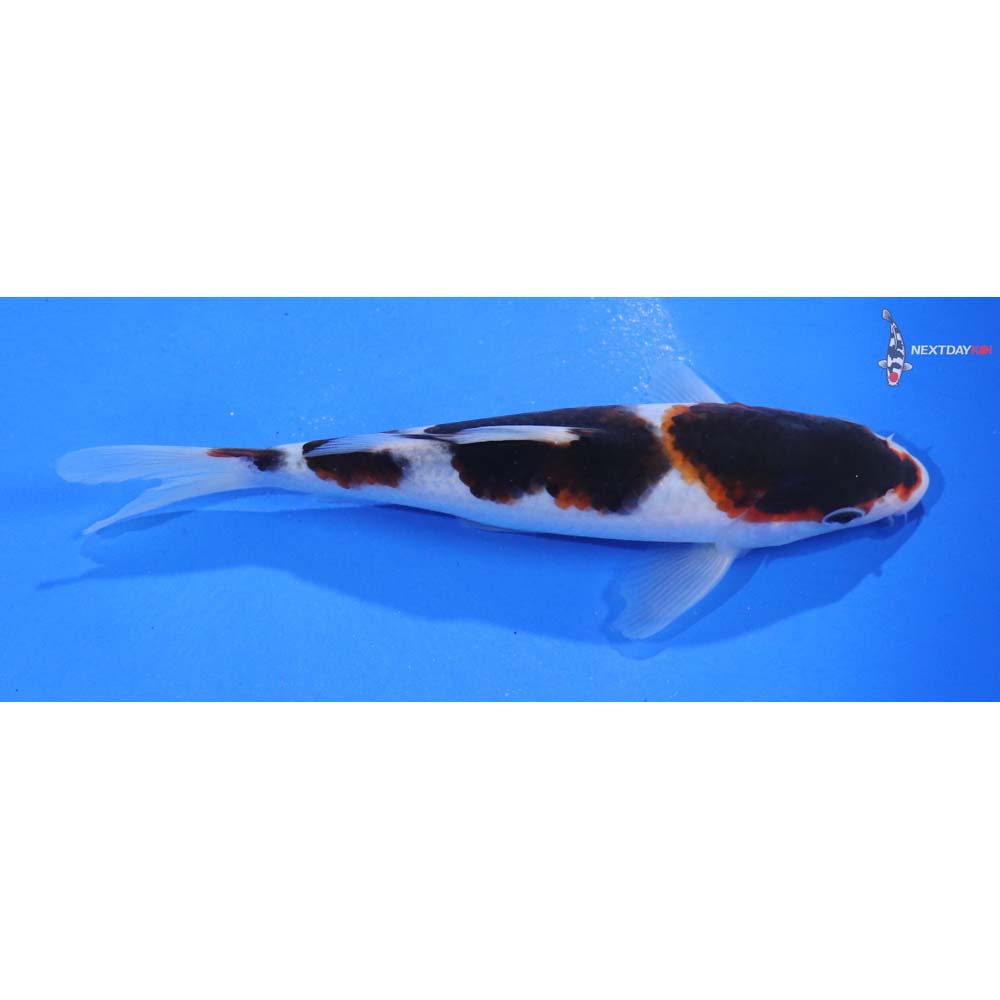 6” Imported Goromo