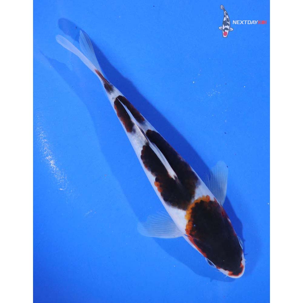 6” Imported Goromo