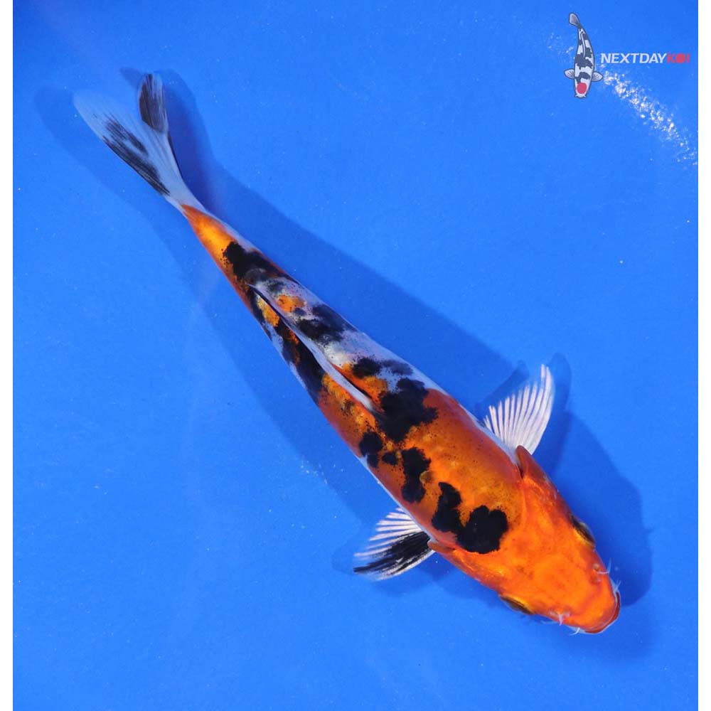 5.5” Imported Heisei Nishiki