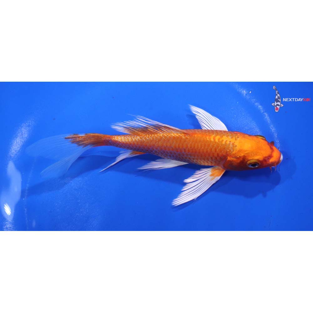 5.5” Imported Orenji Ogon Butterfly Koi