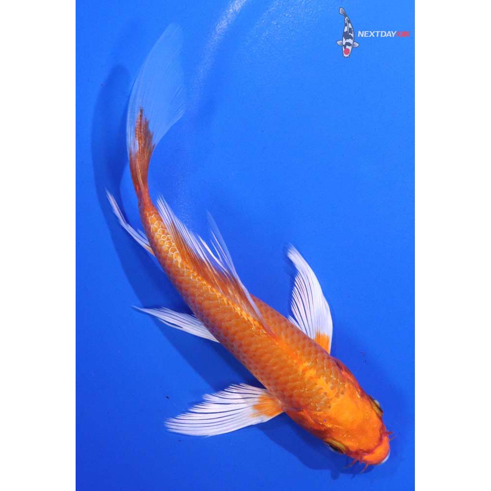 5.5” Imported Orenji Ogon Butterfly Koi