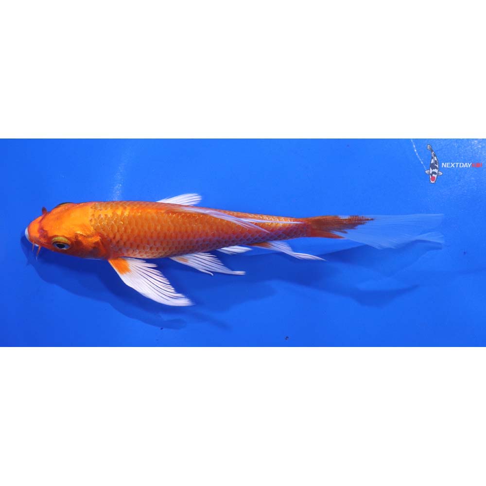 5.5” Imported Orenji Ogon Butterfly Koi