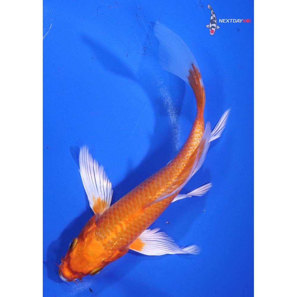5.5” Imported Orenji Ogon Butterfly Koi