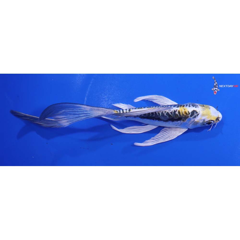 6.5” Imported Kin Kikokuryu Butterfly Koi
