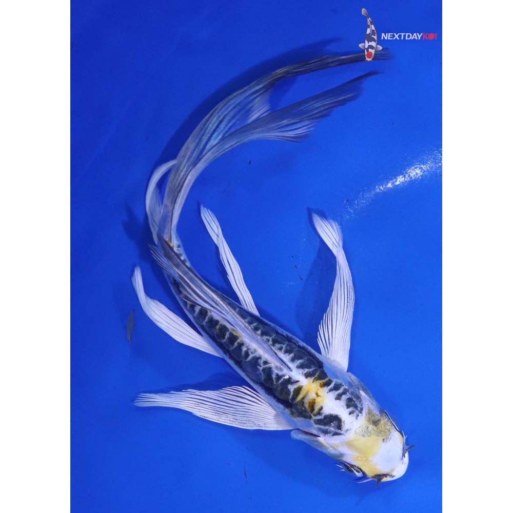 6.5” Imported Kin Kikokuryu Butterfly Koi