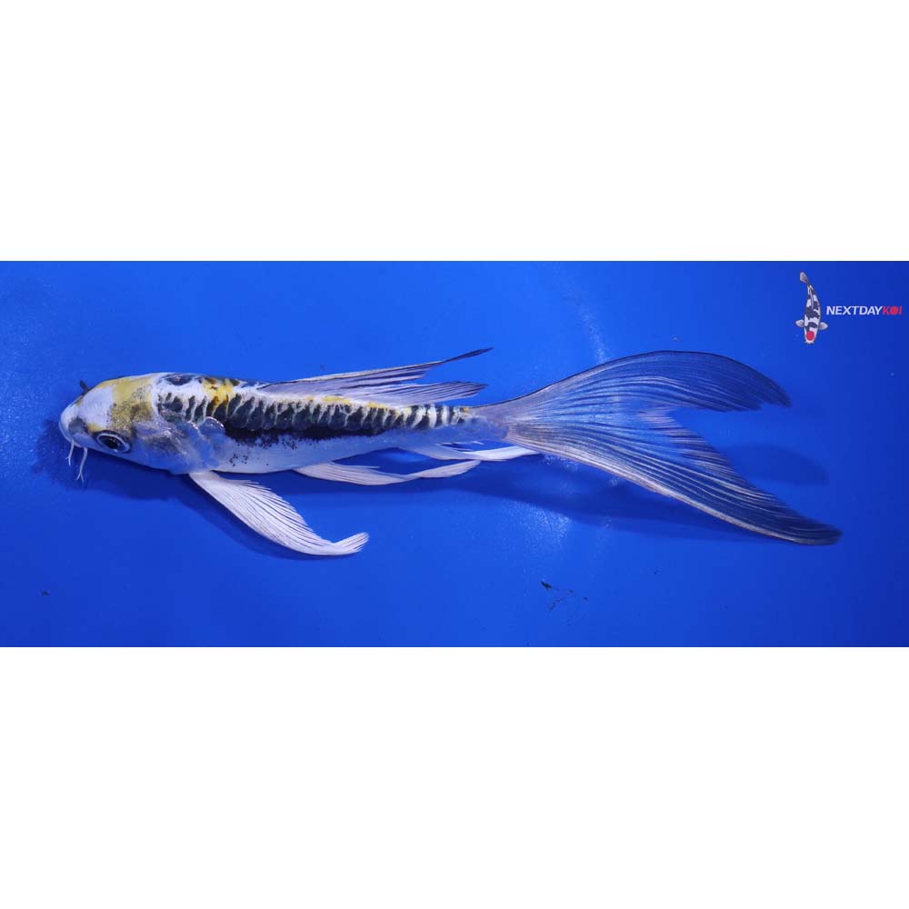 6.5” Imported Kin Kikokuryu Butterfly Koi