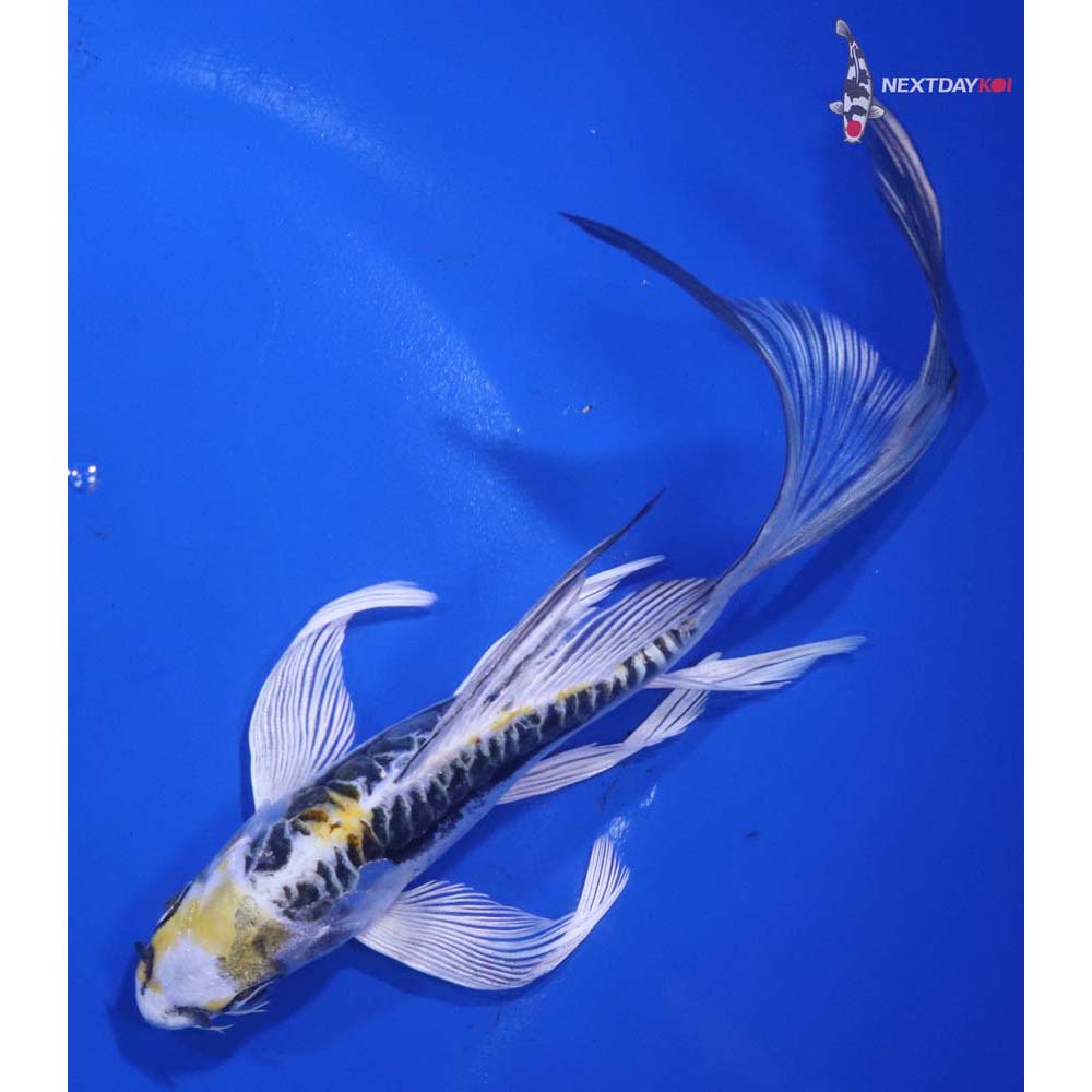 6.5” Imported Kin Kikokuryu Butterfly Koi