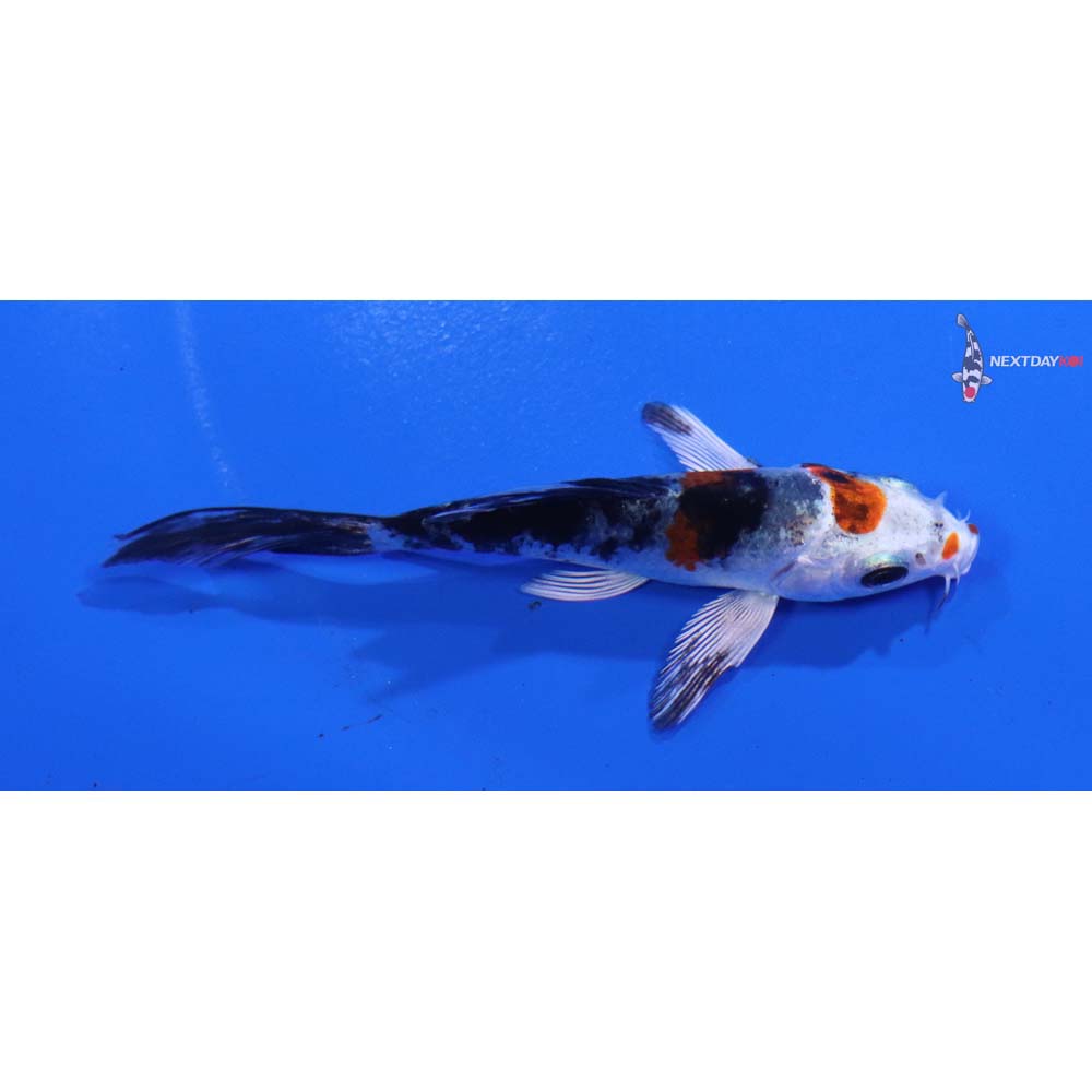 3.5” Imported Yamato Nishiki Butterfly Koi
