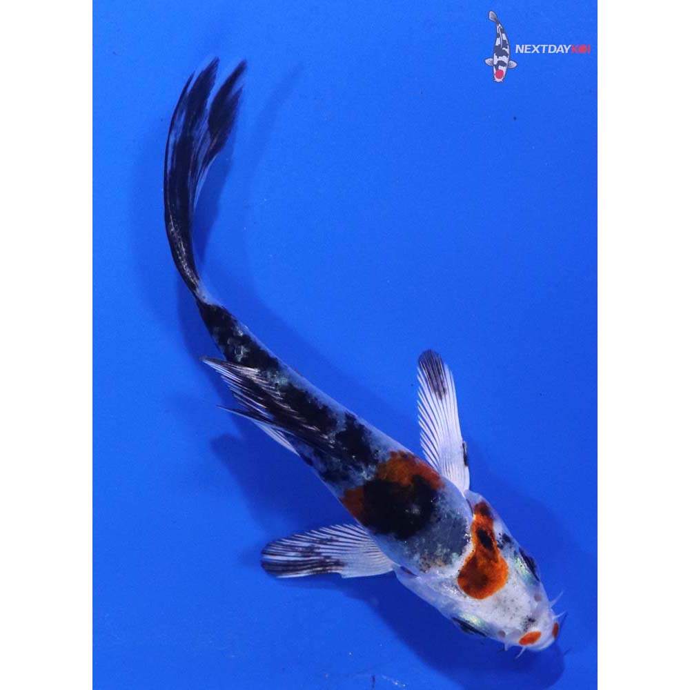 3.5” Imported Yamato Nishiki Butterfly Koi