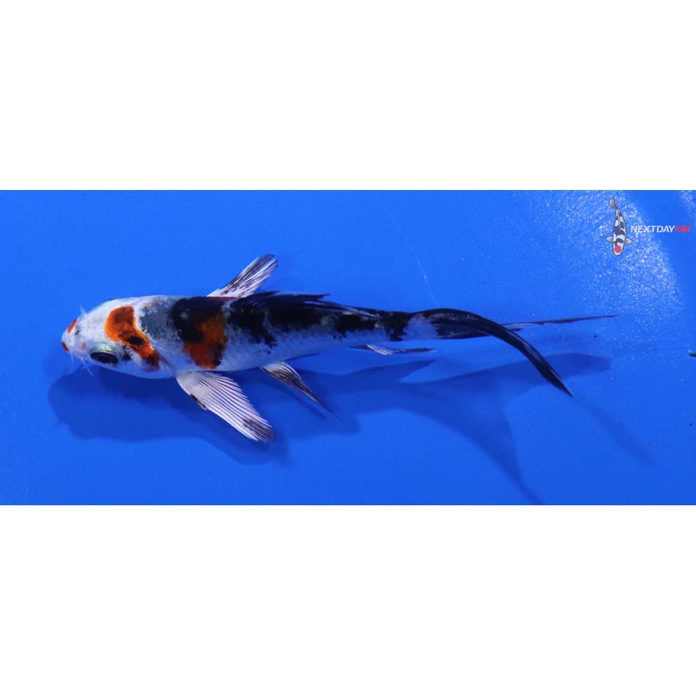 3.5” Imported Yamato Nishiki Butterfly Koi