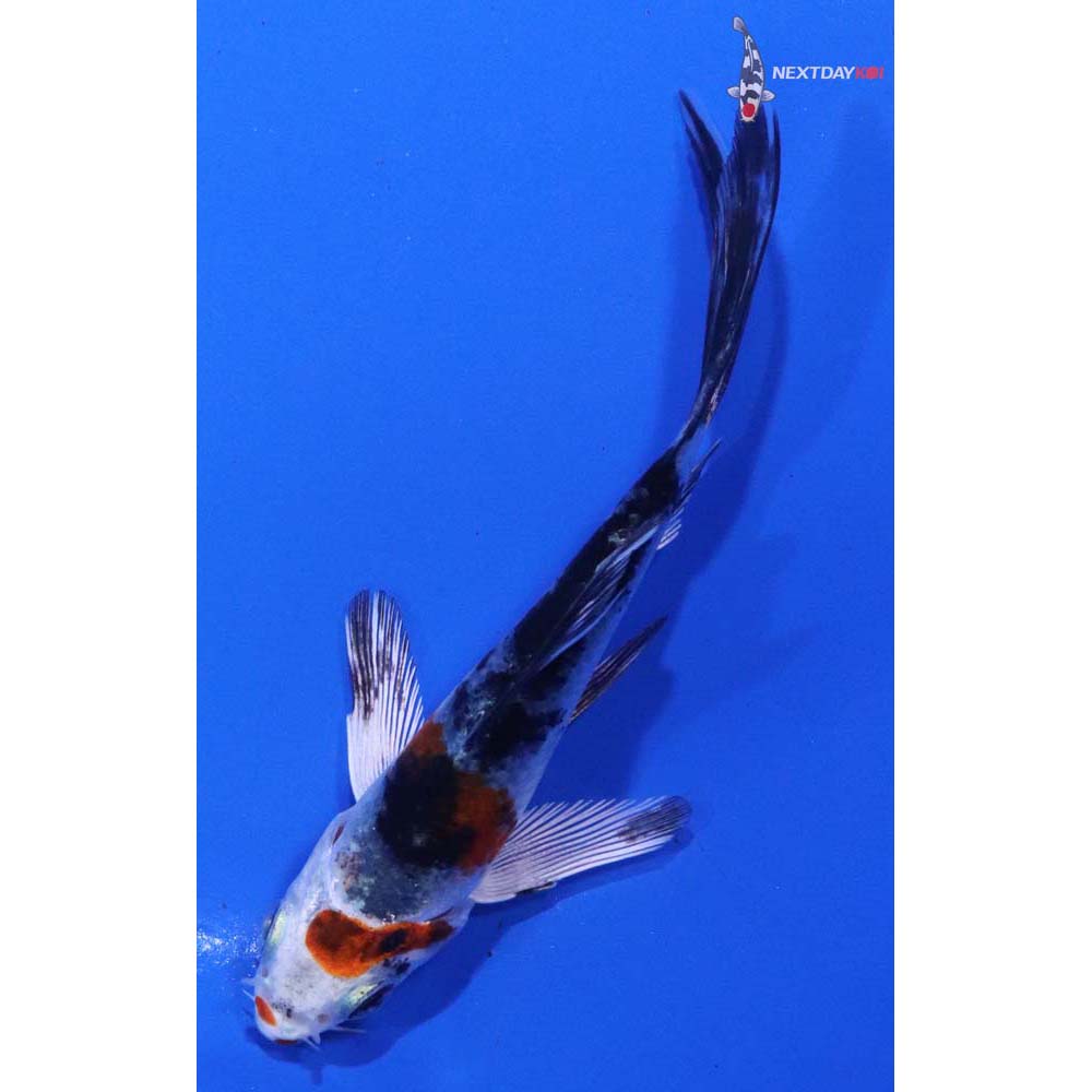 3.5” Imported Yamato Nishiki Butterfly Koi