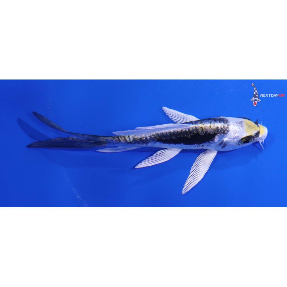 3.5” Imported Kin Kikokuryu Butterfly Koi