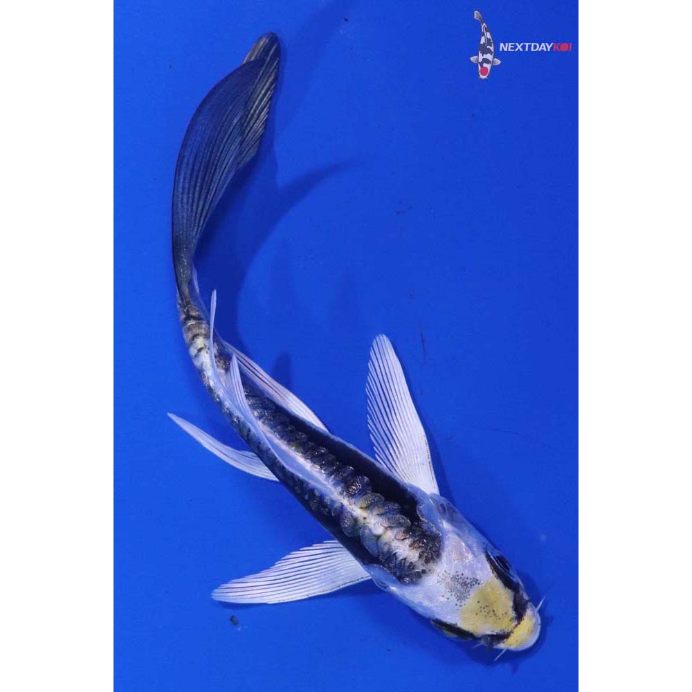 3.5” Imported Kin Kikokuryu Butterfly Koi