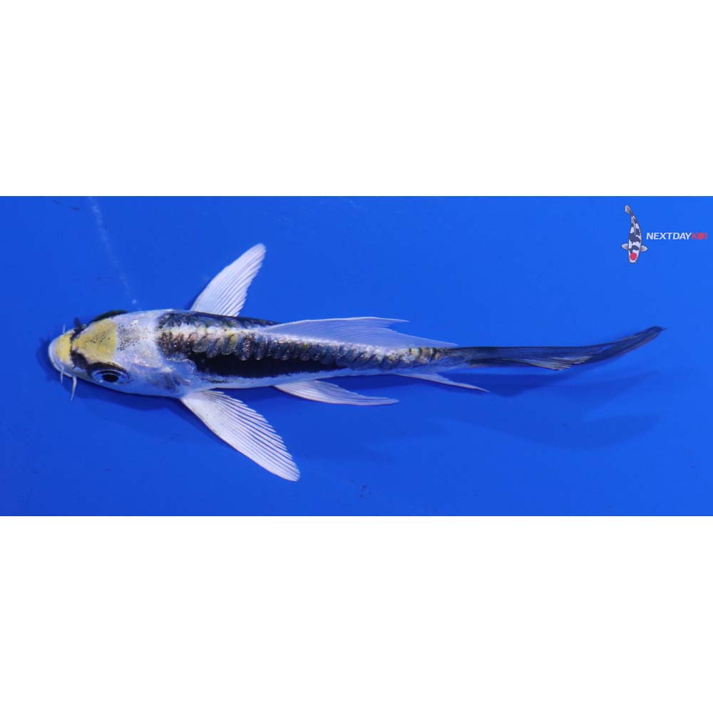3.5” Imported Kin Kikokuryu Butterfly Koi