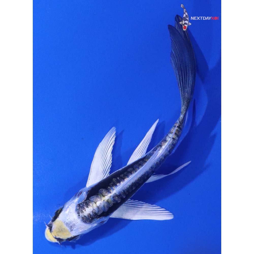 3.5” Imported Kin Kikokuryu Butterfly Koi