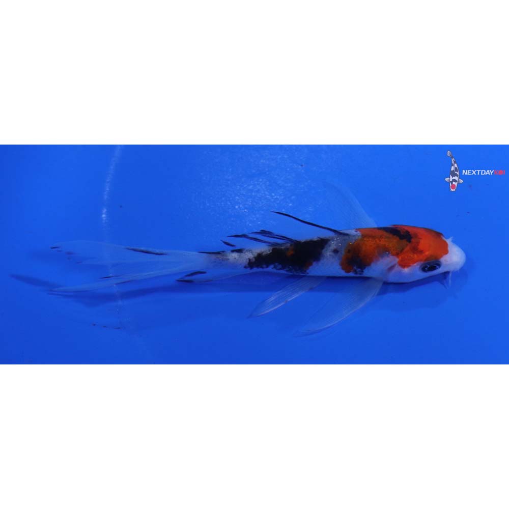 4” Imported Sanke Butterfly Koi