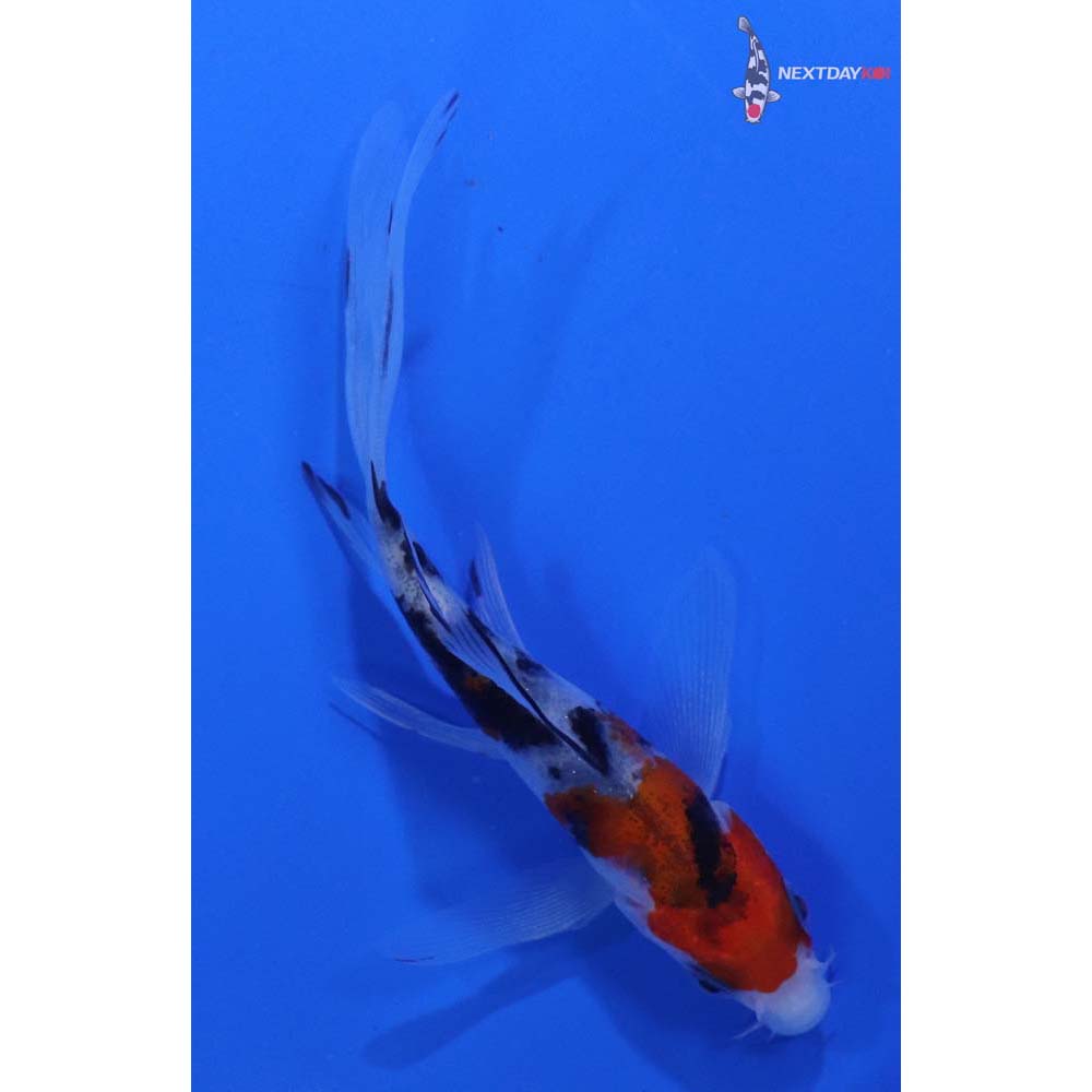 4” Imported Sanke Butterfly Koi
