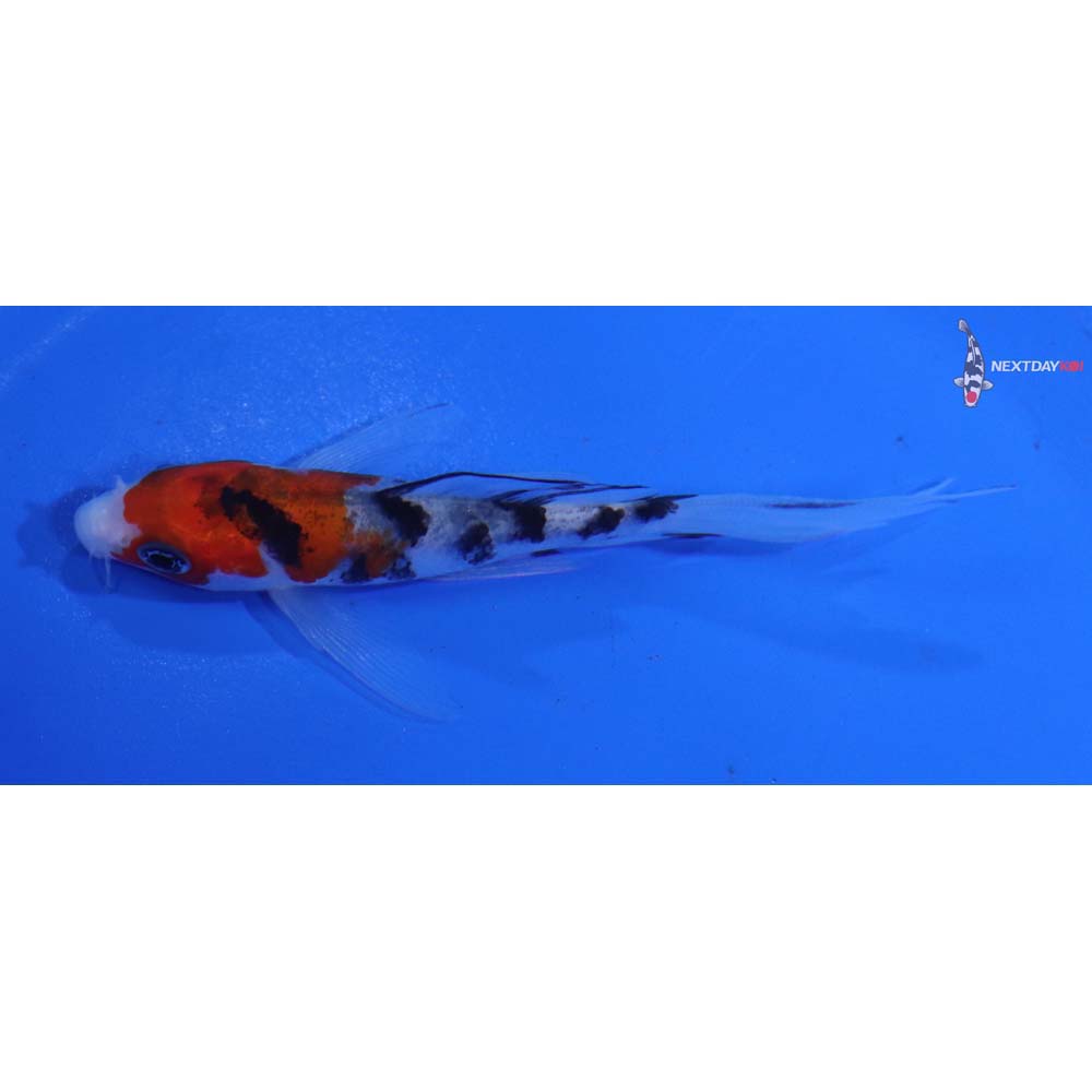 4” Imported Sanke Butterfly Koi