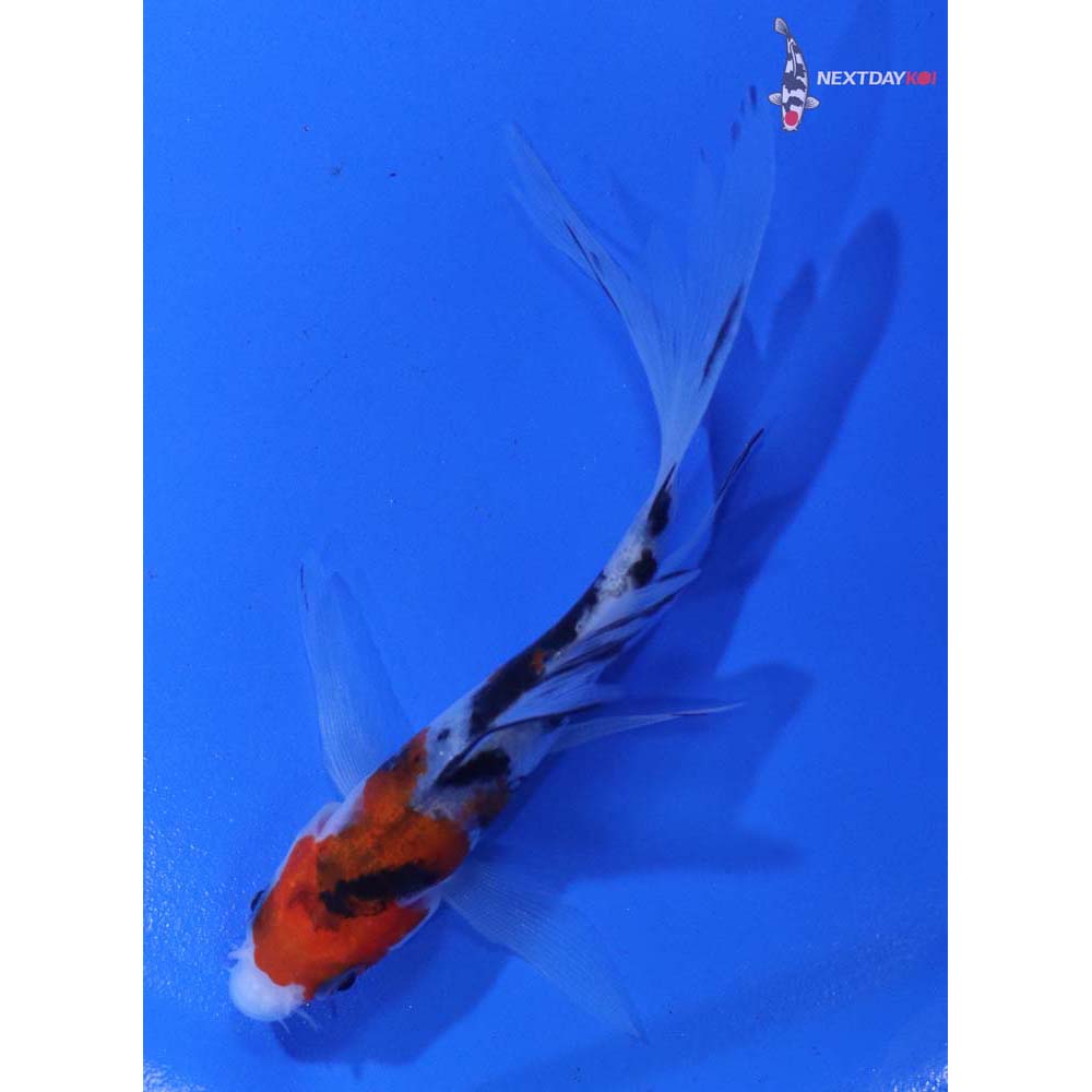 4” Imported Sanke Butterfly Koi