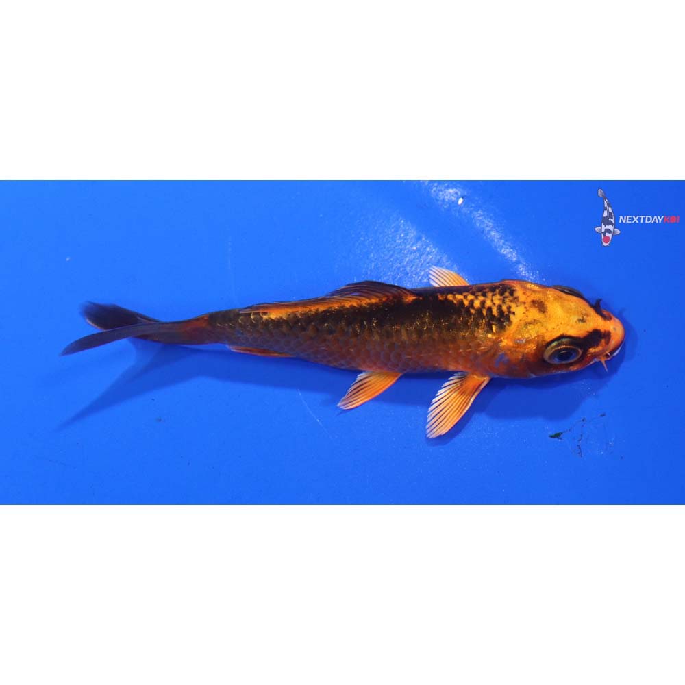 3.5” Imported Orenji Matsuba
