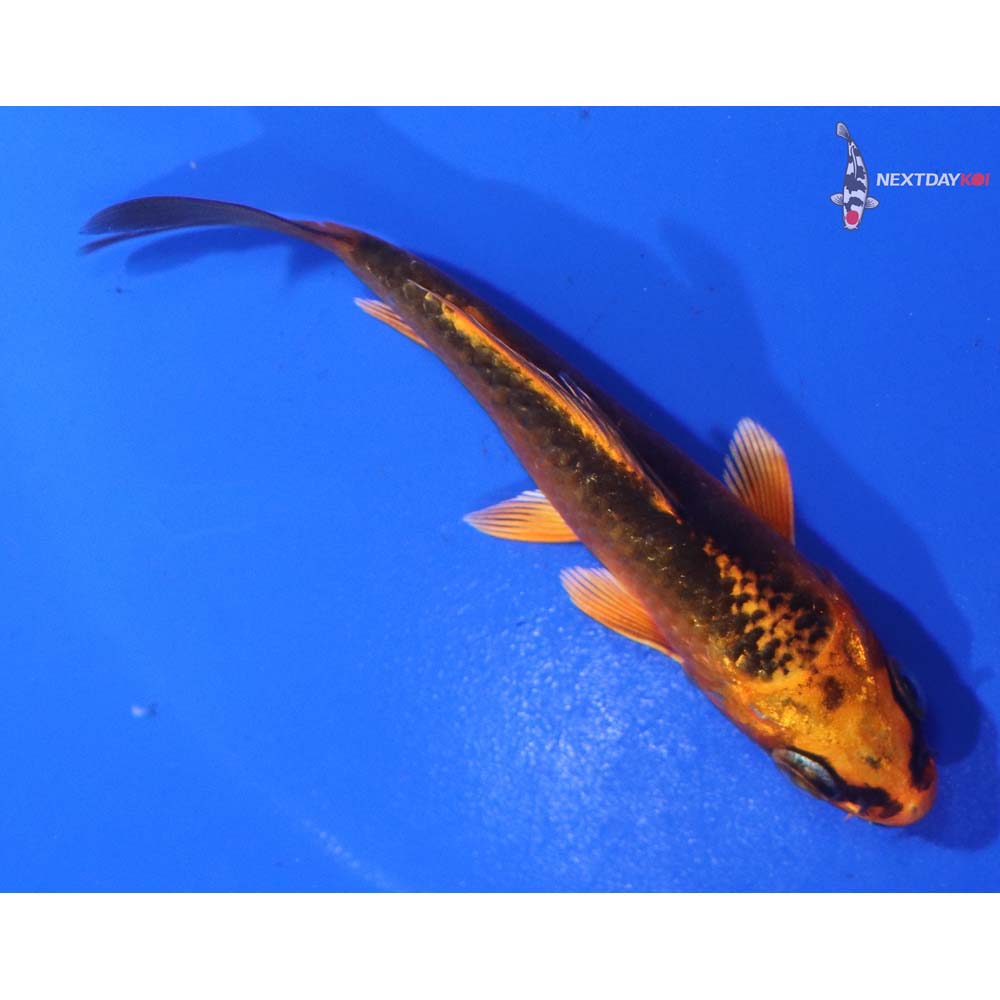 3.5” Imported Orenji Matsuba