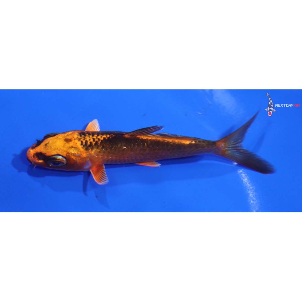 3.5” Imported Orenji Matsuba