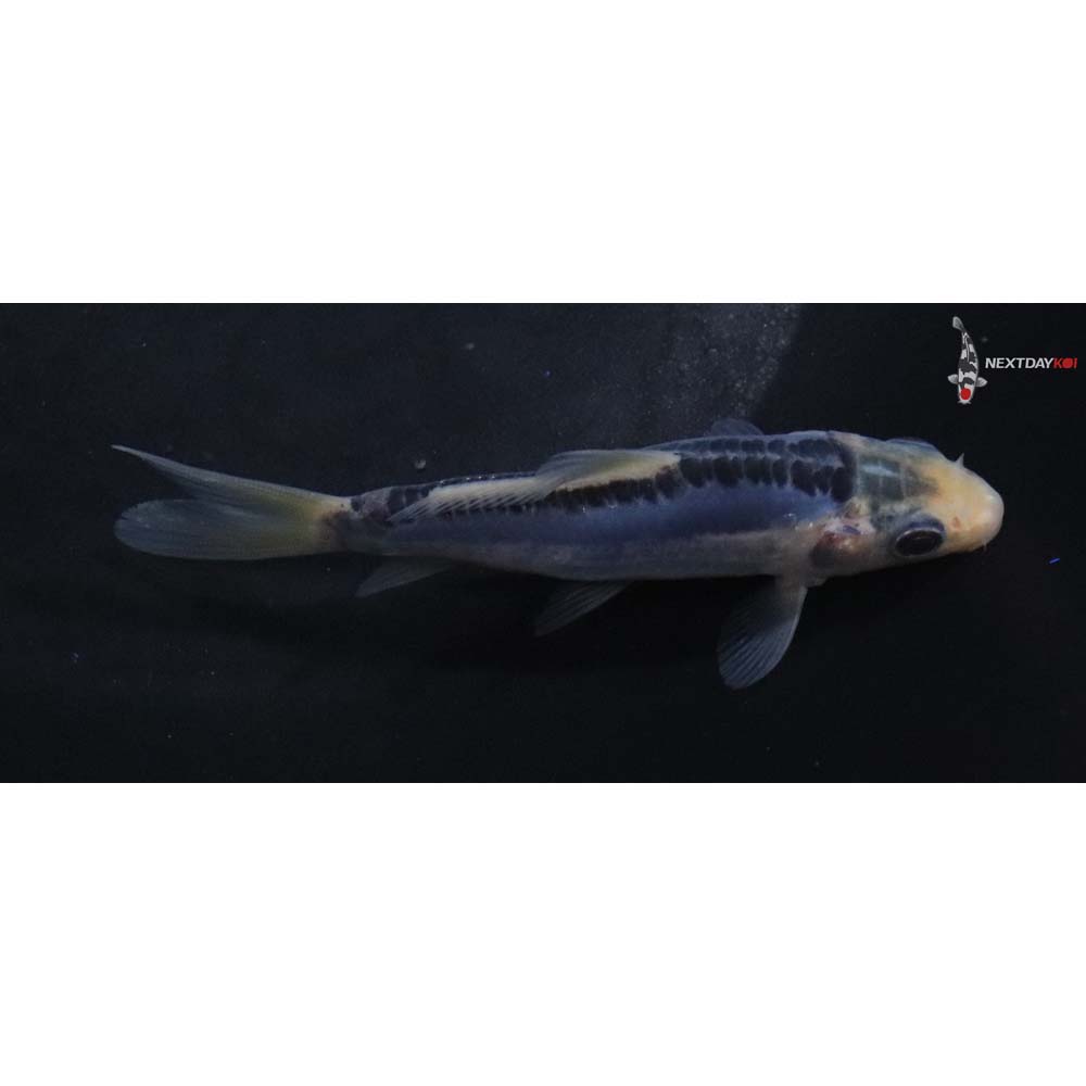 3.5” Imported Blue Shusui