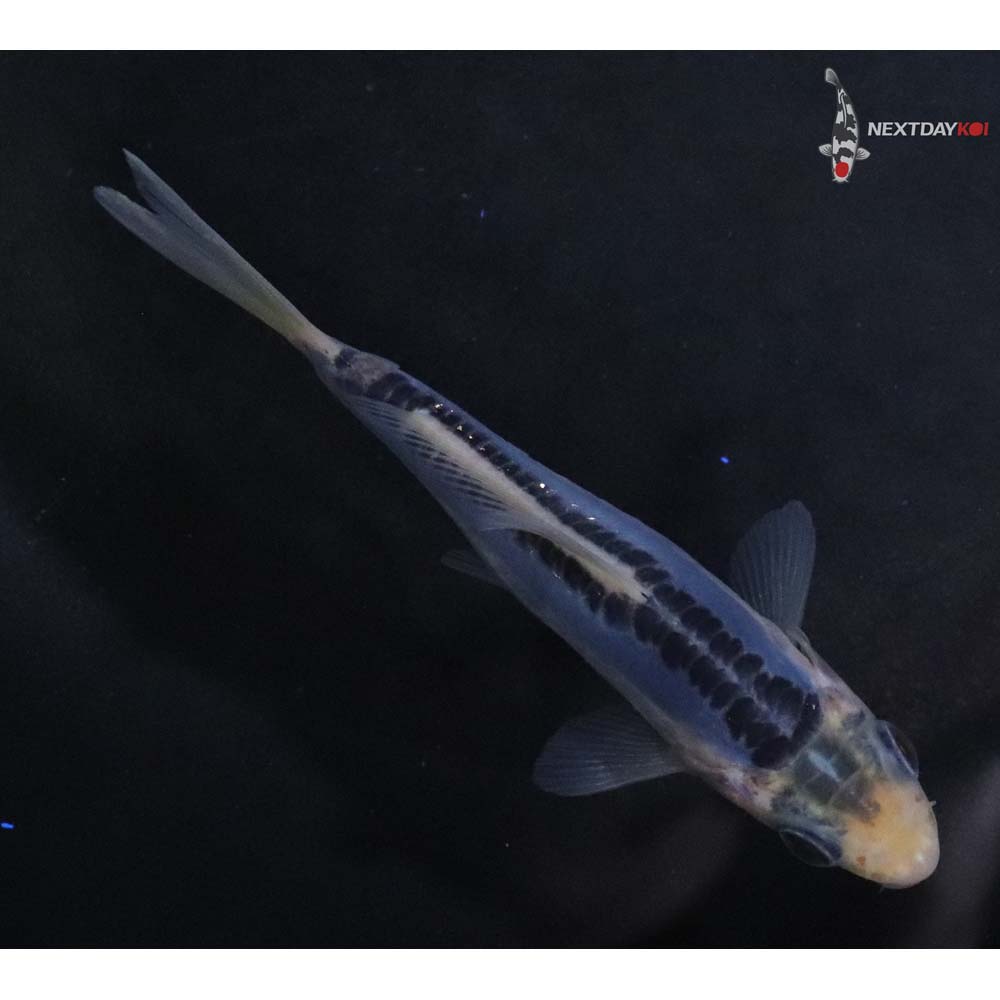 3.5” Imported Blue Shusui