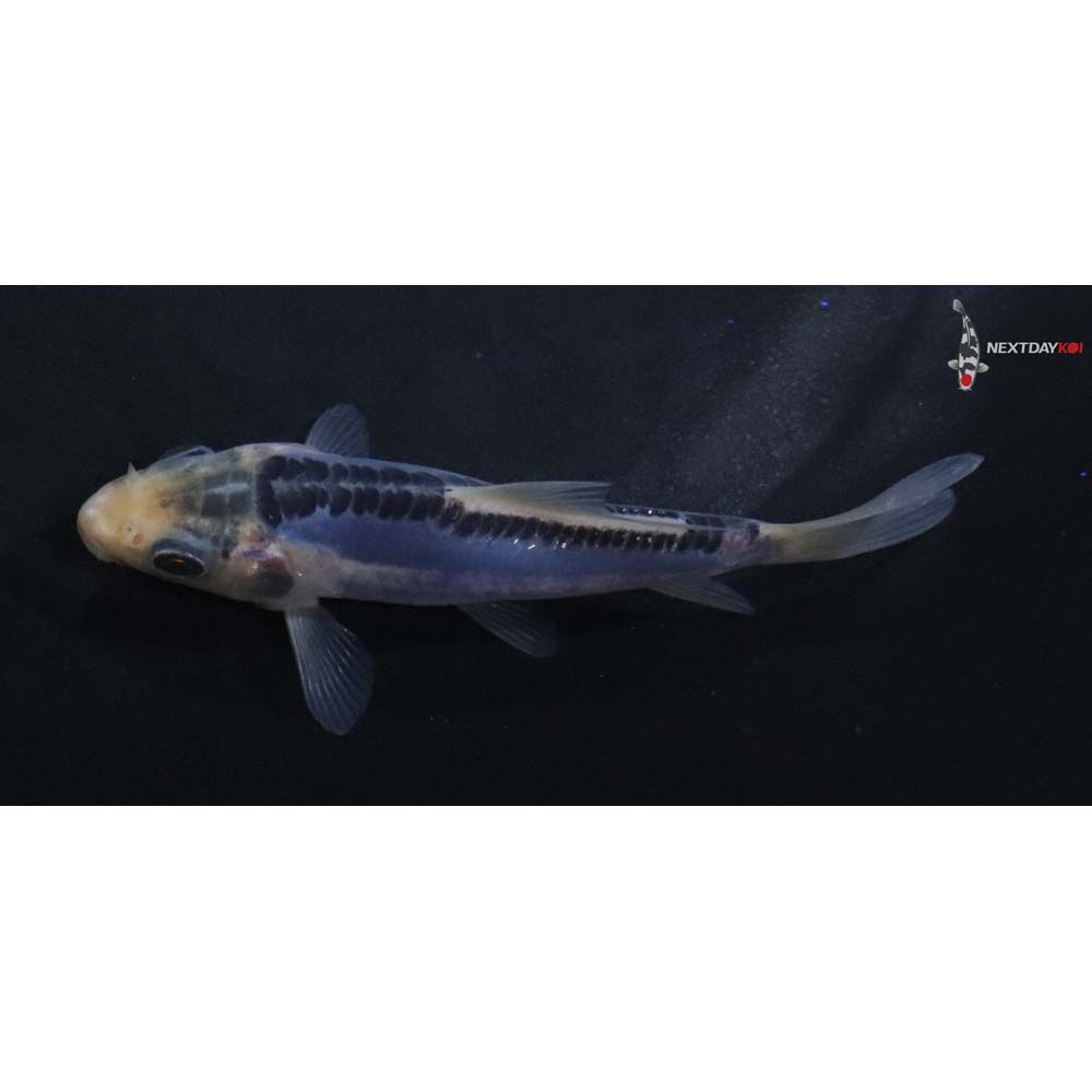3.5” Imported Blue Shusui